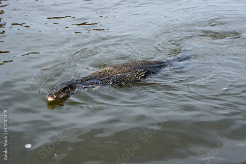 Water monitor lizard swimming in Maduwa River (Madu Ganga), Sri Lanka photo