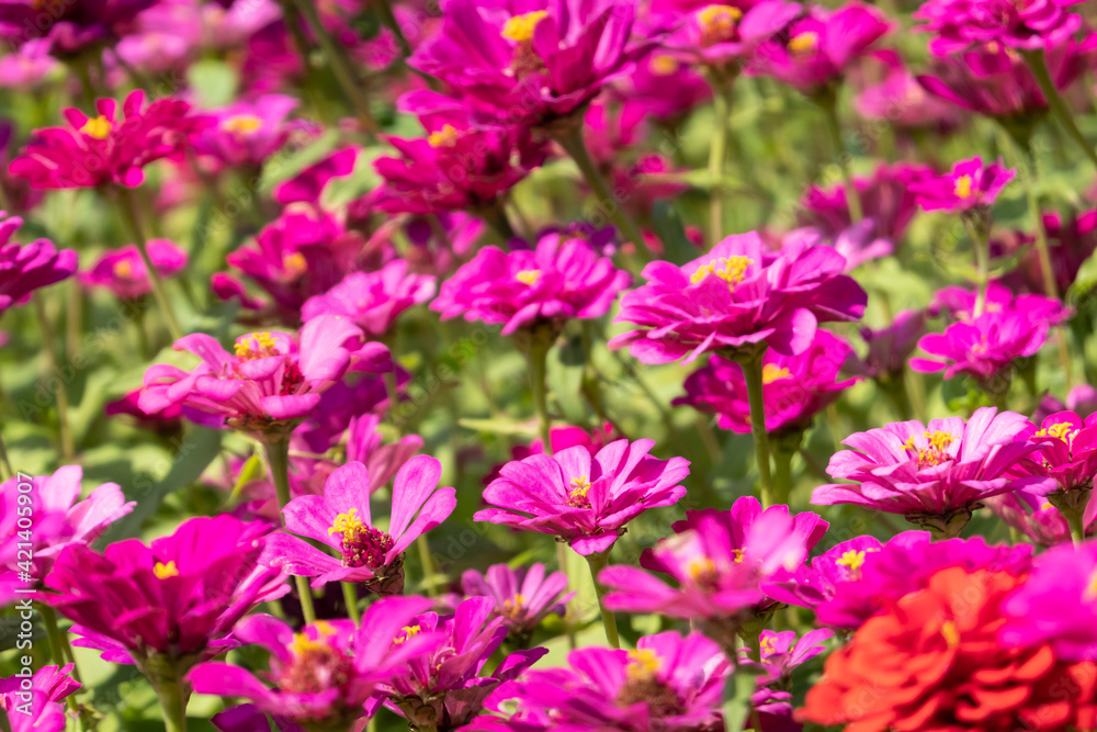 pink and purple cosmos flowers farm