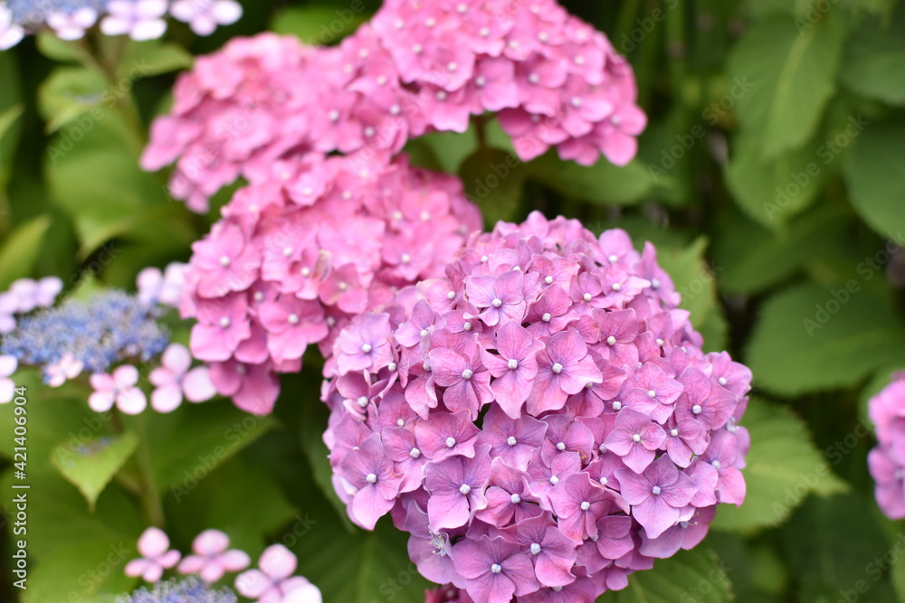 pink hydrangea flowers pink hydrangea flowers
