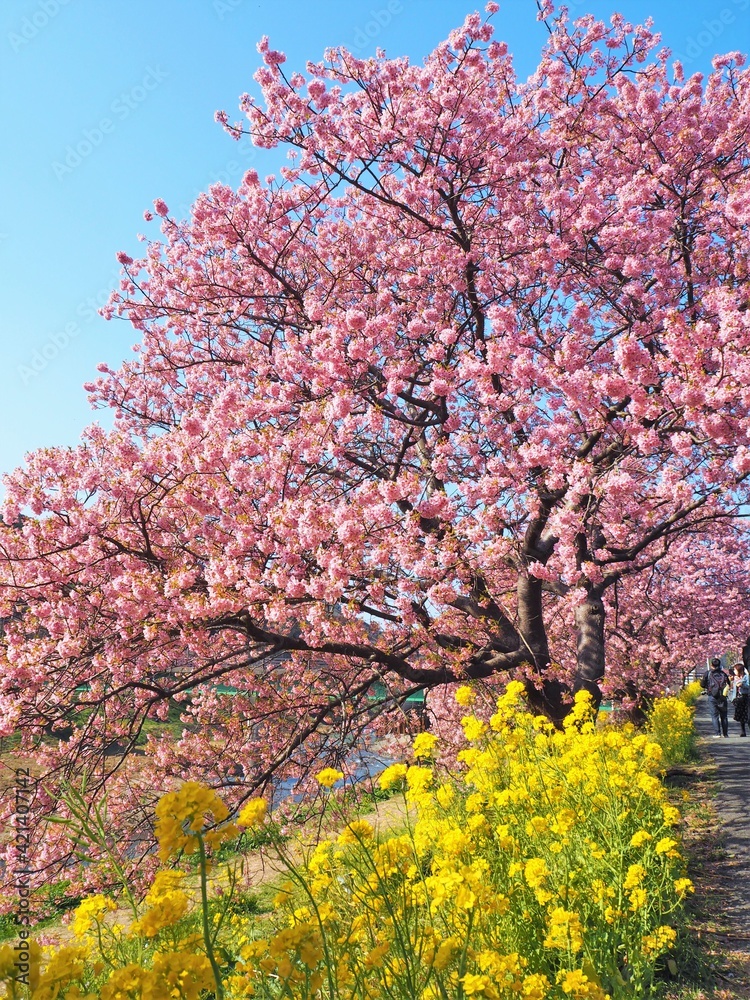 the beautiful cherry blossom trees in japan the beautiful cherry blossom trees in japan