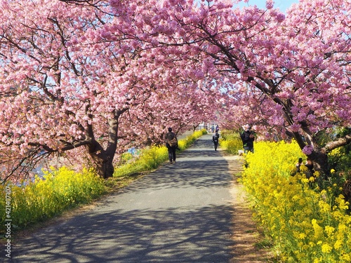 the beautiful cherry blossom trees in japan