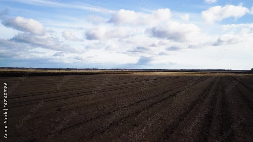 Aerial birdseye view agricultural field with group of bean goose (Anser serrirostris) in sunny spring day, flock of birds taking off, wide angle drone shot moving forward Aerial birdseye view agricultural field with group of bean goose (Anser serrirostris) in sunny spring day, flock of birds taking off, wide angle drone shot moving forward
