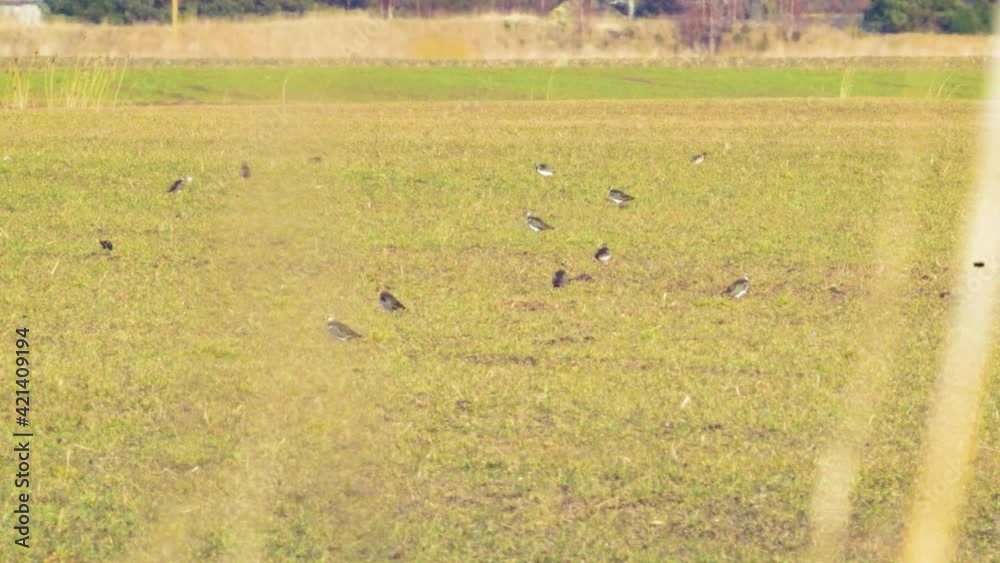 Lapwing (Vanellus vanellus) flock resting on agricultural field, sunny spring day, medium shot from a distance Lapwing (Vanellus vanellus) flock resting on agricultural field, sunny spring day, medium shot from a distance