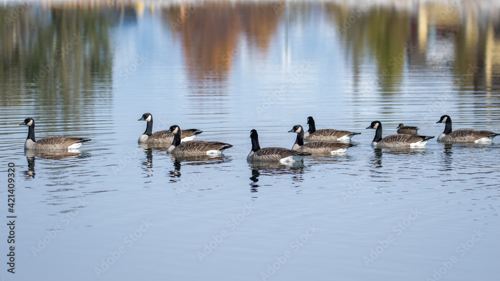Geese Reflections in Bozeman Montana River Geese Reflections in Bozeman Montana River