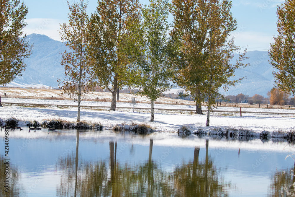 Bozeman Montana Geese, Winter Season Wildlife Bozeman Montana Geese, Winter Season Wildlife