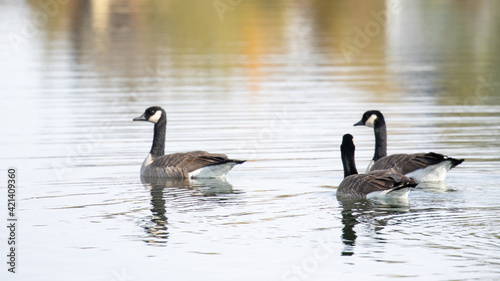 Geese in Montana USA, Wildlife of Bozeman