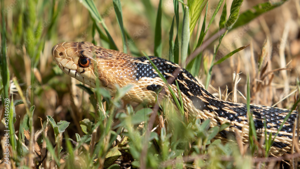 Gopher Snake in San Luis Obispo County Gopher Snake in San Luis Obispo County