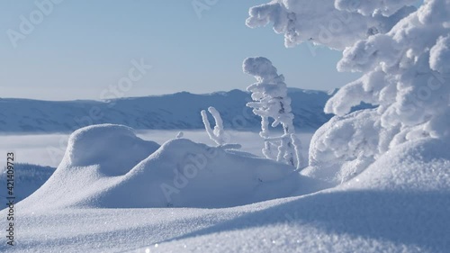 Trees are covered with thick layer of rime, wind moves branches. Fresh snow forms soft winter carpet at foot of forest. Bright sun illuminates frozen valley