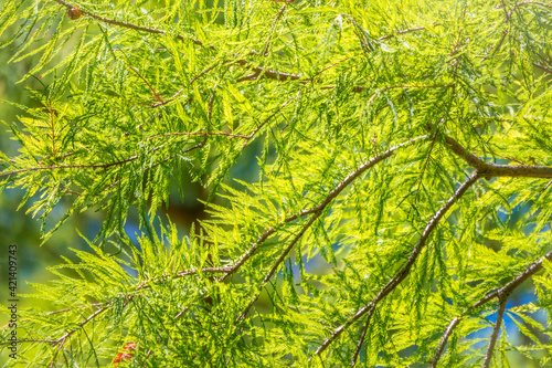 Leaves and cones of a cypress evergreen