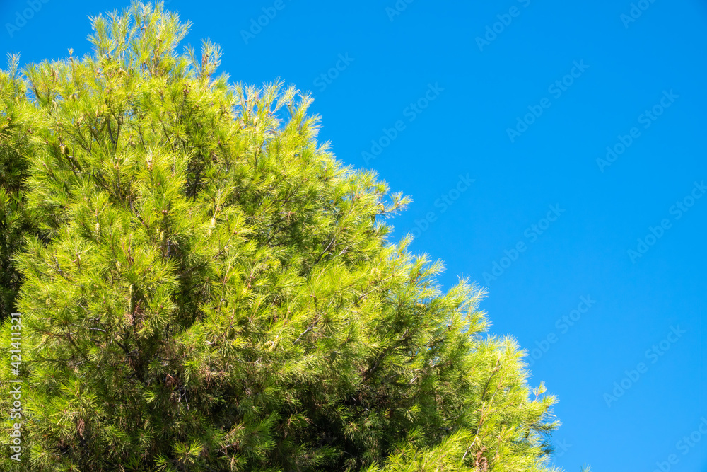 Fototapeta premium Green pine tree with long needles on a background of blue sky. Freshness, nature, concept. Latin: Pinus brutia