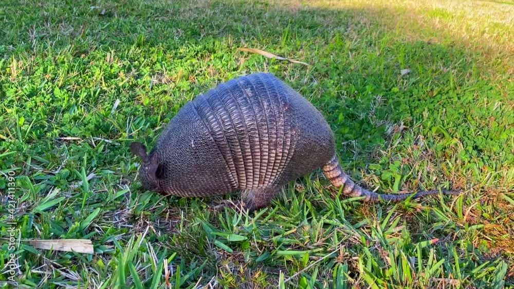 Armadillo eating insects, ants and termites, their larvae and other invertebrates, can also eat