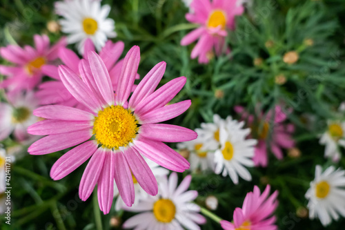 colorful cosmos flowers