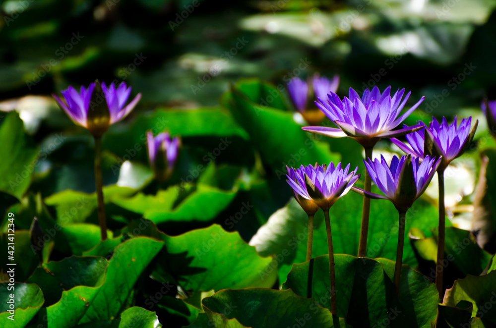 Blossom of waterlily in tropical pond Blossom of waterlily in tropical pond
