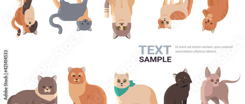 group of purebred cats set fluffy adorable cartoon animals domestic kitty home pets concept flat portrait copy space horizontal
