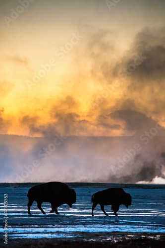 dramatic sunset in Yellowstone with bisons grazing the Lower Geyser Basin with the natural hot spring steam billowing from the ground on the background.