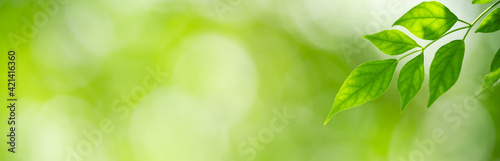 Closeup of green nature leaf on blurred greenery background in garden with bokeh and copy space using as background cover page concept.