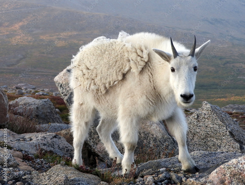 Obraz premium close up of a white rocky mountain goat on a summer day standing in the rocks on the summit of mount evans, colorado