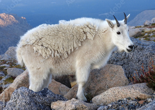 close up of a rocky mountain goat nanny and her kid standing on boulders on a sunny summer day on the summit of mount evans, colorado