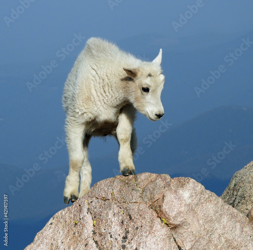 close up  of a cute rocky mountain goat kid resting on a boulder on a sunny summer day on the summit of mount evans   colorado