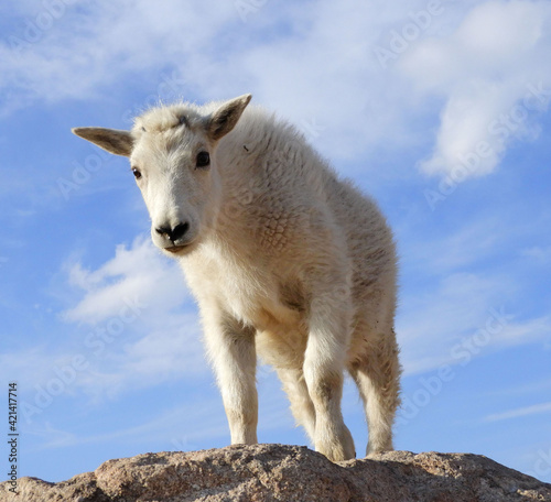 close up of a cute rocky mountain goat kid resting on a boulder on a sunny summer day on the summit of mount evans, colorado