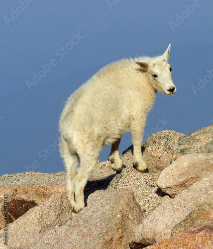 close up of a cute rocky mountain goat kid resting on a boulder on a sunny summer day on the summit of mount evans, colorado