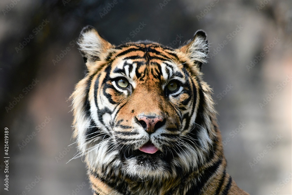 Fototapeta premium タイガー （トラ） 動物園」