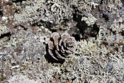 苔の生えた岩の上に置かれた松ぼっくり © misumaru51shingo