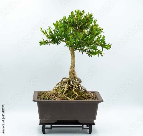 bonsai tree isolated on white background