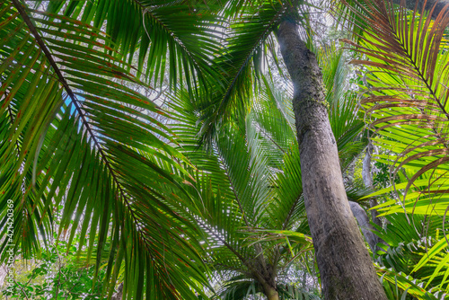 Palm trees converge overhead form green frond pattern