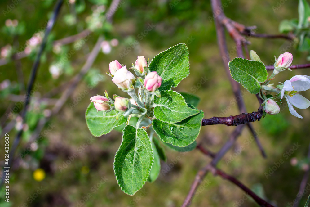 Apple tree flowers in the spring garden