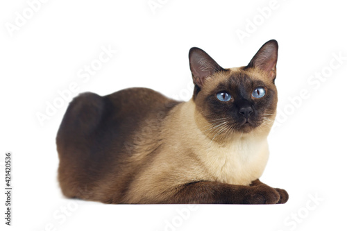 Siamese cat with blue eye sitting on white background. Blue diamond cat isolated on white background. Thai cat looking something