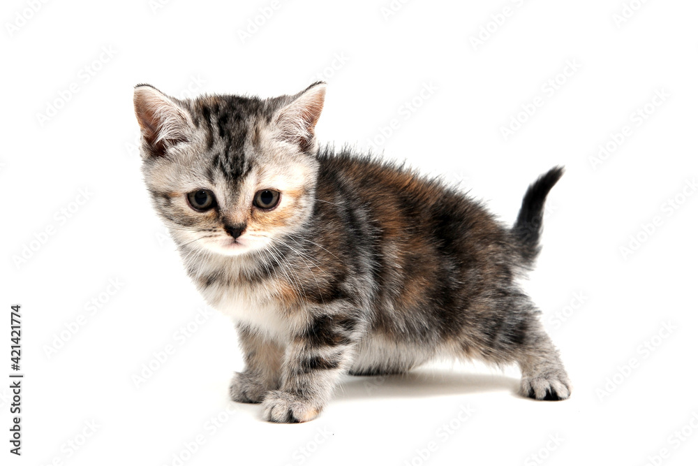 Fototapeta premium a striped purebred kitten stands on a white background