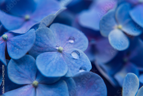 Fototapeta Naklejka Na Ścianę i Meble -  Macro de hortensia azul