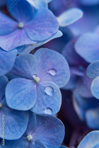 Hortensia azul con gotas photo