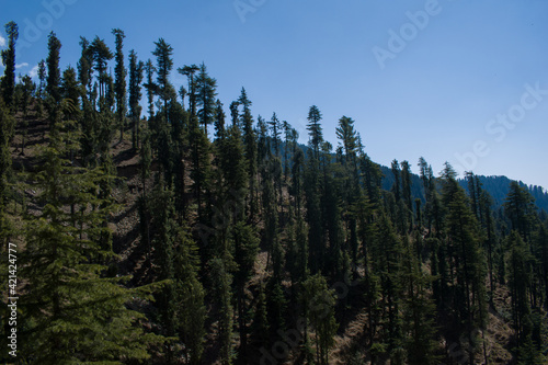 beautiful mountain valley covered with himalayan cedar (deodar) forest