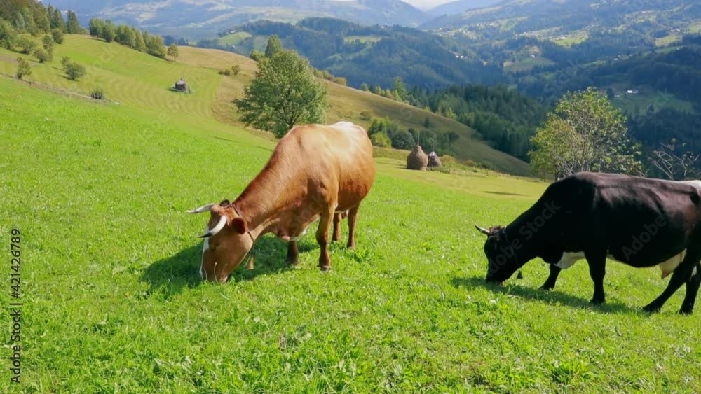 Red and black cows on mountain pasture at summer suny day. Amazing morning scene of mountain village, Carpathian mountains, Snidavka village location, Ukraine. Full HD video (High Definition). Red and black cows on mountain pasture at summer suny day. Amazing morning scene of mountain village, Carpathian mountains, Snidavka village location, Ukraine. Full HD video (High Definition).