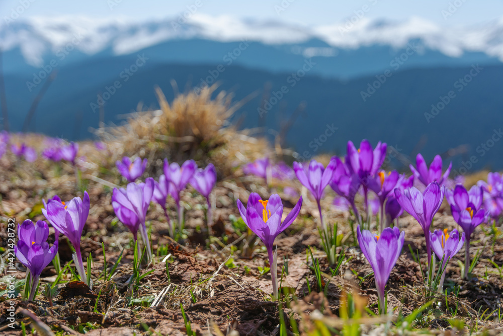 Fototapeta premium Spring flowering crocus on the slopes and mountain valleys of the Ukrainian Carpathian Mountains with beautiful views of snow-capped peaks.