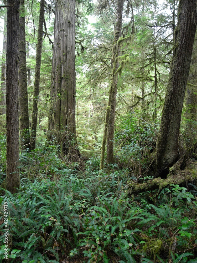 Obraz premium Vancouver Island - Pacific Rim National Park - Rainforest Trail