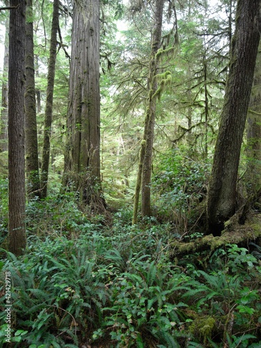 Vancouver Island - Pacific Rim National Park - Rainforest Trail