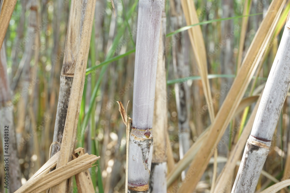 Sugarcane with a natural background. Indonesian call it tebu Sugarcane with a natural background. Indonesian call it tebu