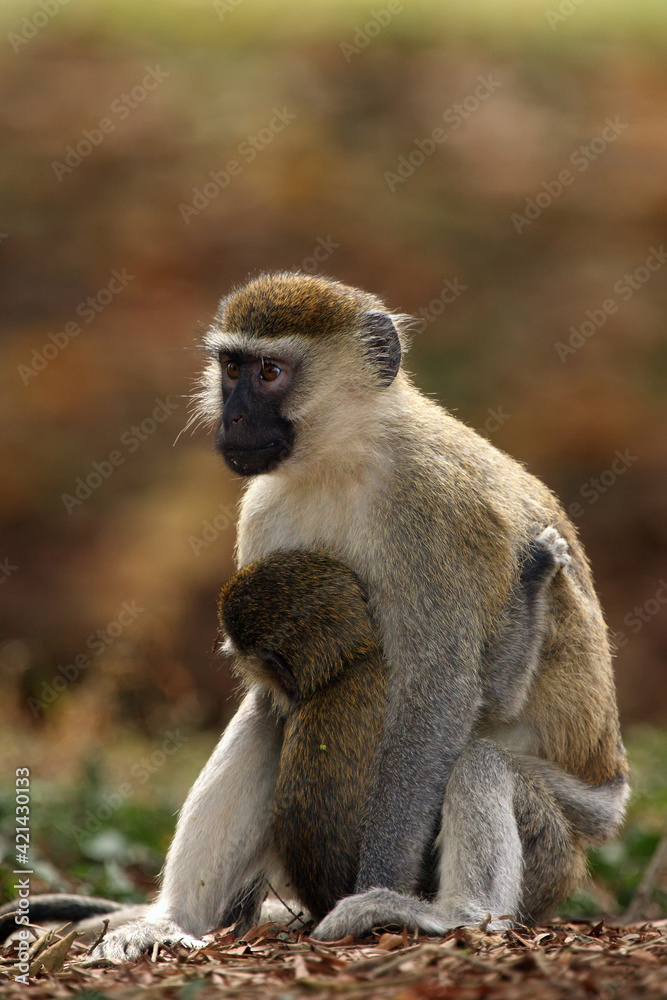 The vervet monkey (Chlorocebus pygerythrus), or simply vervet ,mother and baby sitting on the ground.