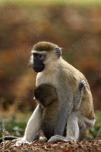 The vervet monkey (Chlorocebus pygerythrus), or simply vervet ,mother and baby sitting on the ground.