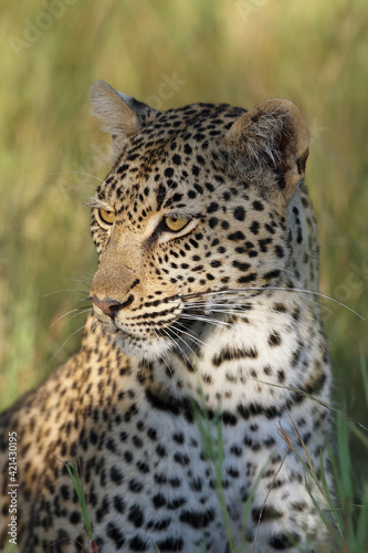 The African leopard (Panthera pardus pardus) female portrait in the grass. Portrait in the morning sun.