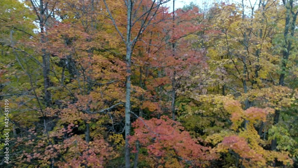 Aerial Drone - Pan Across Forest With Trees in Full Color and Others Bare in Fall in Vermont.