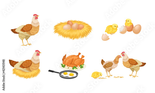 Hen Sitting on Eggs and Brown Hen Eggs Rested in Hay Nest Vector Set