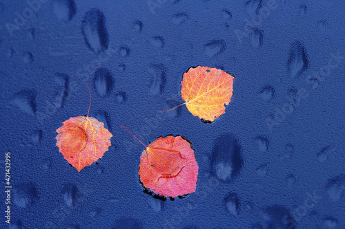 Autumn red leaves with water droplets texture superimposed. Blue background. Image effect through wet glass. The image is blurred naturally. photo