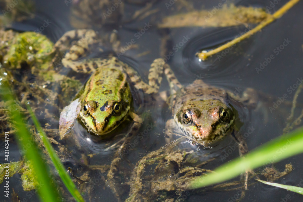 The marsh frog (lat. Pelophylax ridibundus), of the family Ranidae. The marsh frog (lat. Pelophylax ridibundus), of the family Ranidae.
