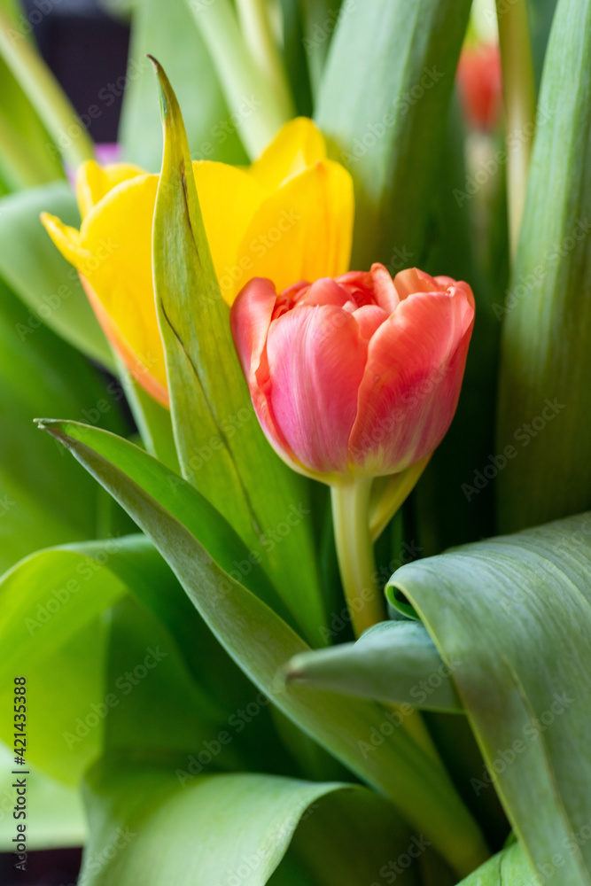 Red tulip close-up among other blossoming flowers in a bouquet. Red tulip close-up among other blossoming flowers in a bouquet.