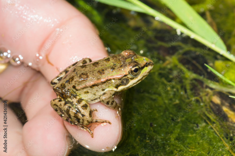 The marsh frog (lat. Pelophylax ridibundus), of the family Ranidae.