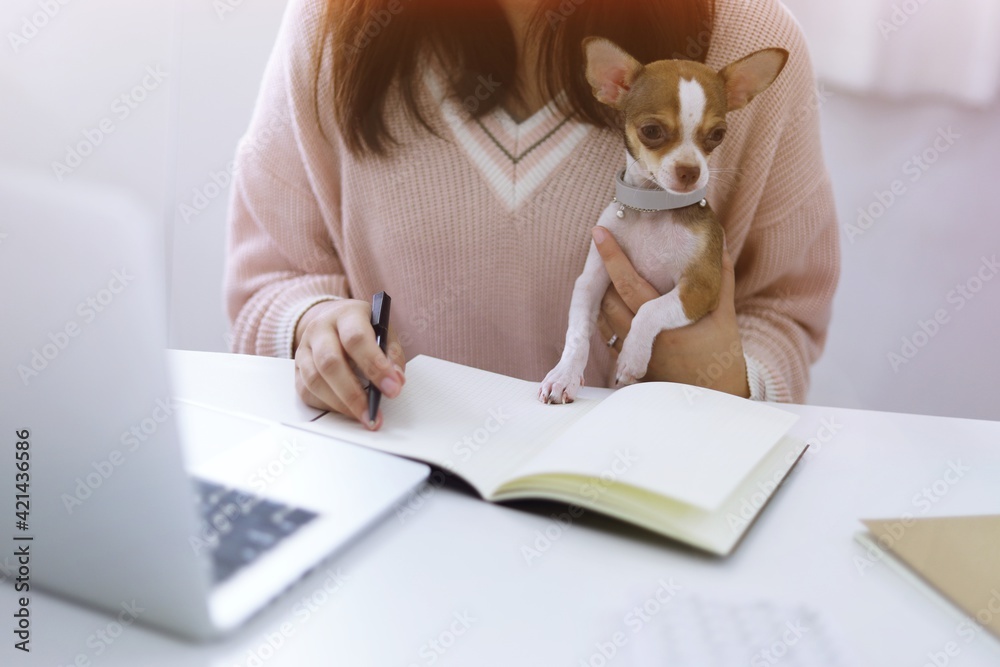 Coronavirus. Business woman working from home with dog Concept home quarantine prevention COVID-19 Coronavirus outbreak situation. Coronavirus. Business woman working from home with dog Concept home quarantine prevention COVID-19 Coronavirus outbreak situation.